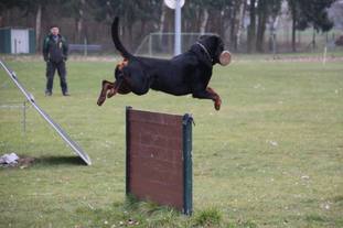 Fips vom Glockenturm Fips vom Glockenturm