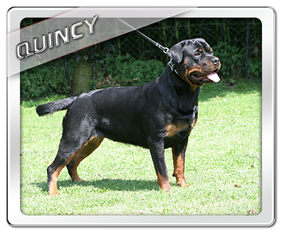 Quincy van Neerlandskraal Quincy van Neerlandskraal
