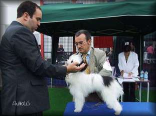 Envoy Of Fortune Al Maarii Sapphire Envoy Of Fortune Al Maarii Sapphire