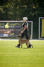 Abby belgischer Wolf von Malihattan Abby belgischer Wolf von Malihattan