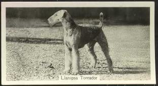 Llanipsa Toreader Llanipsa Toreader