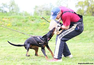 Eržika European K9 training base Eržika European K9 training base