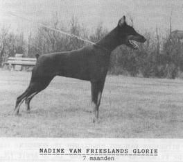 Nadine van Frieslands Glorie Nadine van Frieslands Glorie