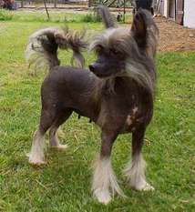 Be My Dog's Earth & Fire Be My Dog's Earth & Fire