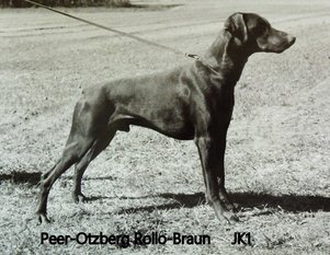 Peer-Otzberg Rollo-braun Peer-Otzberg Rollo-braun