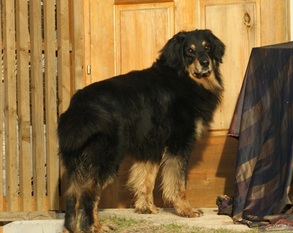 Balu grofje Celjski Balu grofje Celjski