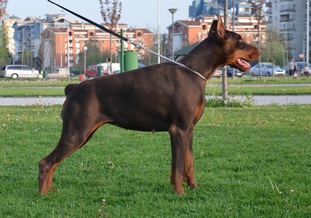Red Reina von Schwarze Kraft Red Reina von Schwarze Kraft