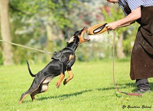 Fighter European K9 training base Fighter European K9 training base