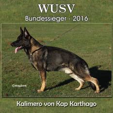 Kalimero von Kap Karthago Kalimero von Kap Karthago