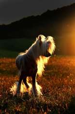 My Longtime Companion Ultimo My Longtime Companion Ultimo