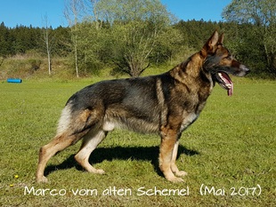 Marco vom alten Schemel Marco vom alten Schemel