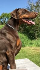 Artus vom Dimmelsbach Artus vom Dimmelsbach