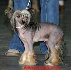 Harlow Conny Pupo-haichi Harlow Conny Pupo-haichi