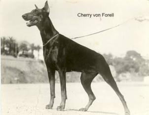 Cherry von Forell Cherry von Forell