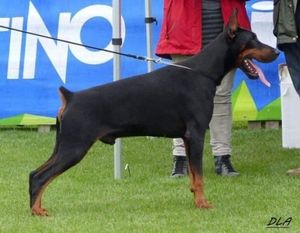 Lucinio del Diamante Nero Lucinio del Diamante Nero