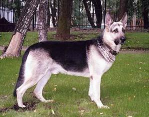 Vargun Lyutar RKF R 1321224 Vargun Lyutar RKF R 1321224