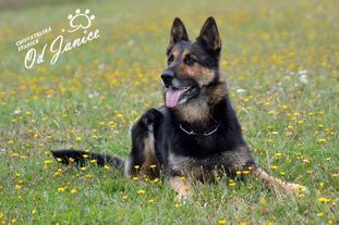 Anaja od Janice Anaja od Janice