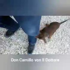 Don Camillo von IL Dottore Don Camillo von IL Dottore