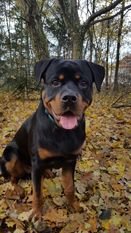 Brutus Darel Brutus Darel