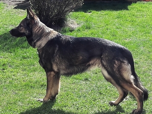Luna vom Ammerdamm Luna vom Ammerdamm