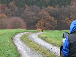 Tyra vom Rheurdter Land Tyra vom Rheurdter Land