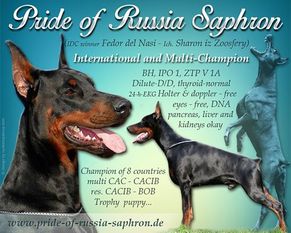 Pride of Russia Saphron Pride of Russia Saphron
