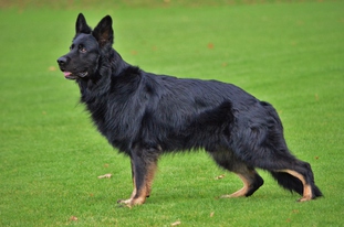 High Merlin von der Liebenburg High Merlin von der Liebenburg