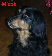 Niobe (Kuncewicz) - ECGA Niobe (Kuncewicz) - ECGA