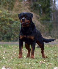 Rasty von St. Niclas Rasty von St. Niclas