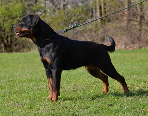 Carolans von Hause Cocan Carolans von Hause Cocan