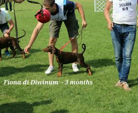 Fiona di Diwinum Fiona di Diwinum