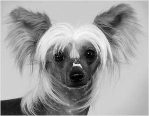 Lady Whitefang's Howling Abraxas Lady Whitefang's Howling Abraxas