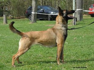 Qubi vom schnellen Fuchs Qubi vom schnellen Fuchs