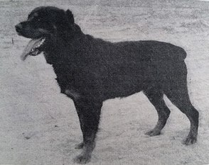 Asko von der Sabinchen Stadt Asko von der Sabinchen Stadt