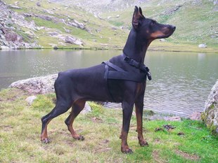 Sasha della Divina Celeste Sasha della Divina Celeste