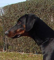 Gino vom Gerdautal Gino vom Gerdautal