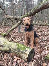Hexana vom Tringensteiner Schelderwald Hexana vom Tringensteiner Schelderwald