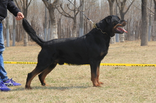 F-Bright von Ku Te's Kennel F-Bright von Ku Te's Kennel
