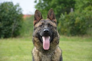 Monty Elite Slovakian K9 Monty Elite Slovakian K9