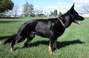 Duchess vom Haus Tyson Duchess vom Haus Tyson