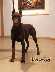 Rambo (Espinosa) Rambo (Espinosa)