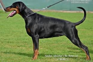 Andor Absolut's Be Beloved Andor Absolut's Be Beloved