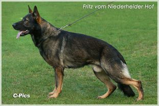 Fritz vom Niederheider Hof Fritz vom Niederheider Hof