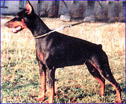 Hainide Weena-Werena Hainide Weena-Werena