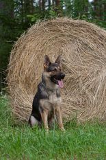 Rosie von der Schiffslache Rosie von der Schiffslache