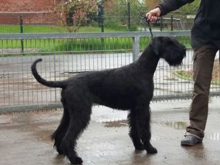 Peetje von der Ilmenau Peetje von der Ilmenau