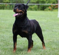 DCF's Aspen von Lorah DCF's Aspen von Lorah