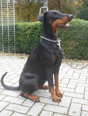 Harmony von der Wudritz Harmony von der Wudritz