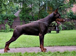Pride Of Russia Bayadera Pride Of Russia Bayadera