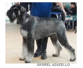 Akarel Azazello Akarel Azazello